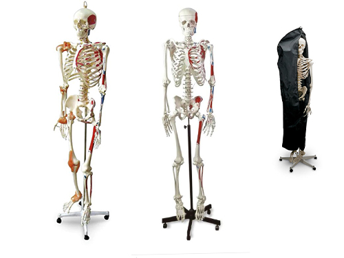 Full-Size Human Skeleton